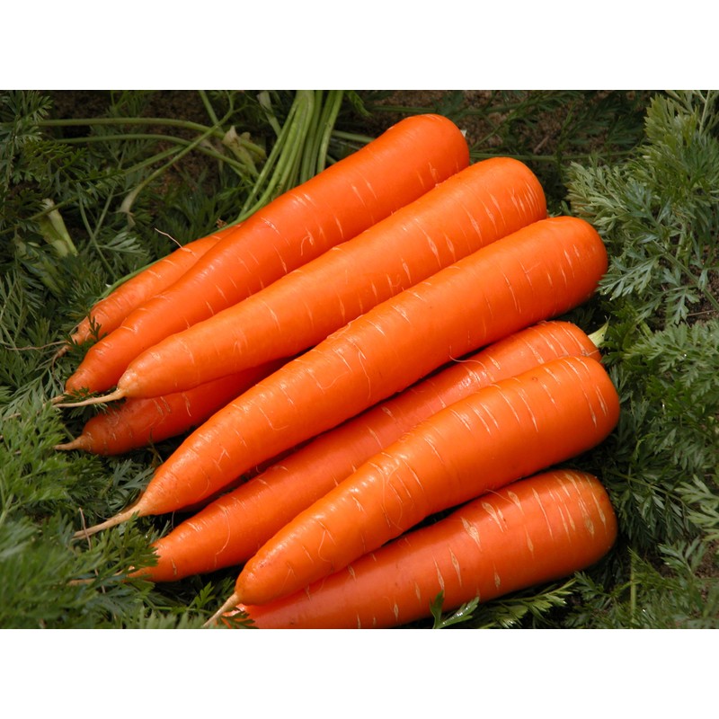 RAISE ME UP: Seeds Carrot Tip Top Non GMO Heirloom