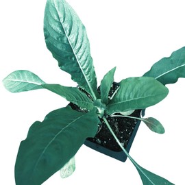 Evening Primrose Plant (Oenothera biennis) in 2.5-inch Pot - Sun Cups Sun Drops - Herb Plant - Native - Pollinator Plant