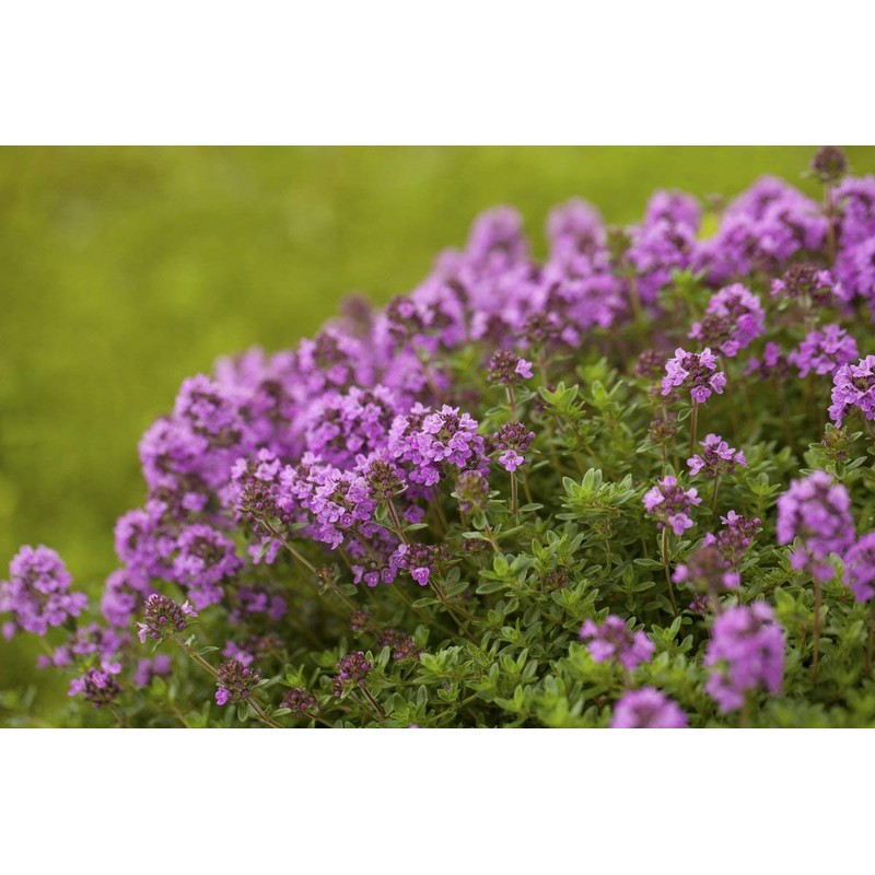 NIKA SEEDS - Herbs Thyme Garden Common Heirloom - 500