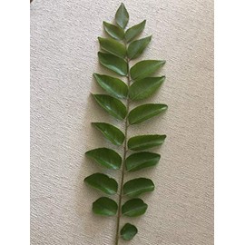 350+ Curry Leaves on Stems, Curry Leaves, Murraya Koenigii, Kadi Patta. NOT A Plant.