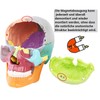 Anatomical Skull Model with Coloured Marking - Didactic Skull Model