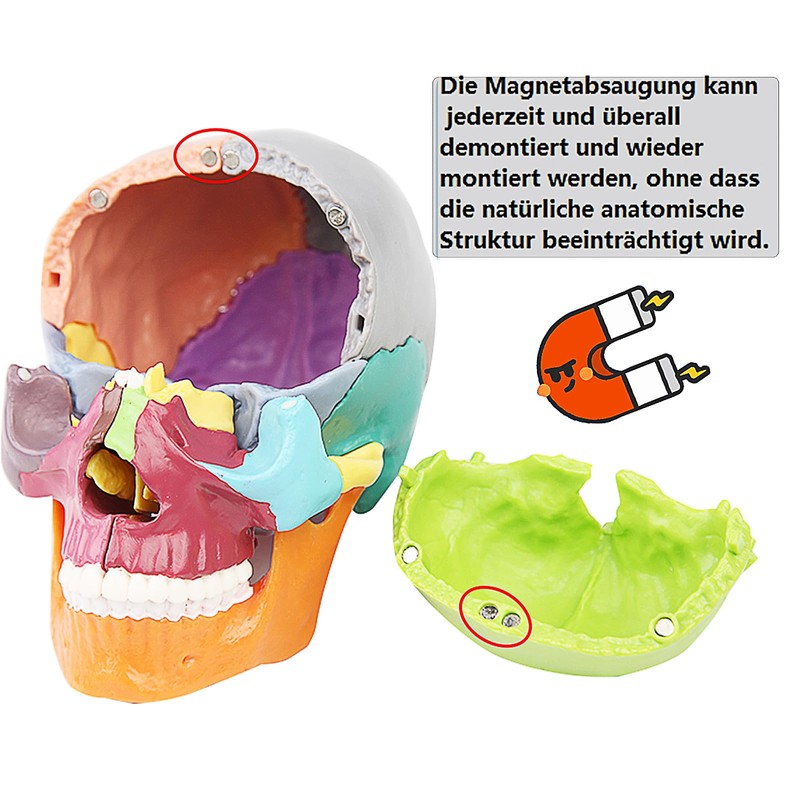 Anatomical Skull Model with Coloured Marking - Didactic Skull Model