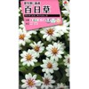 Takii Seedlings Zinnia Zahara Star Light Rose