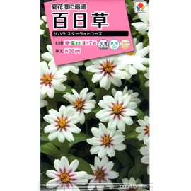 Takii Seedlings Zinnia Zahara Star Light Rose