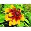Rudbeckia Seeds for Planting 5g Black Eyed Suan Vine Perennial