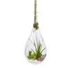 WGV Hanging Planter Terrarium, Width 6", Height 11", DIY Clear