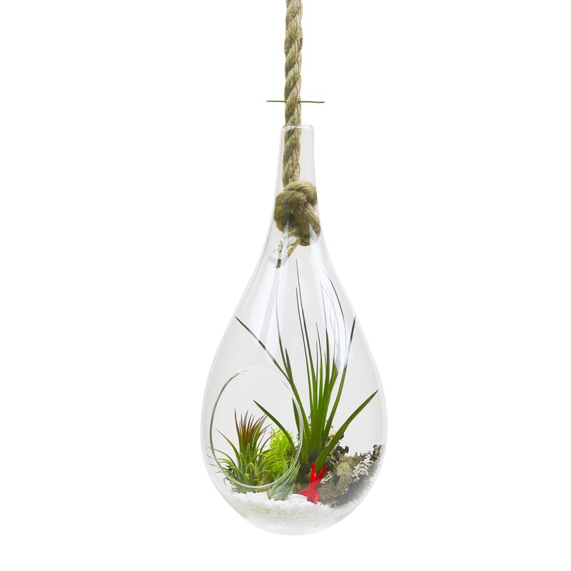 WGV Hanging Planter Terrarium, Width 6", Height 11", DIY Clear