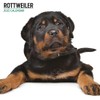 Rottweiler 2025 Modern Calendar