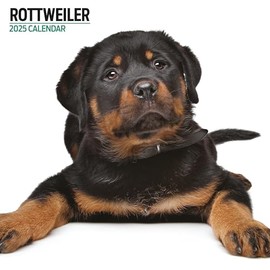 Rottweiler 2025 Modern Calendar