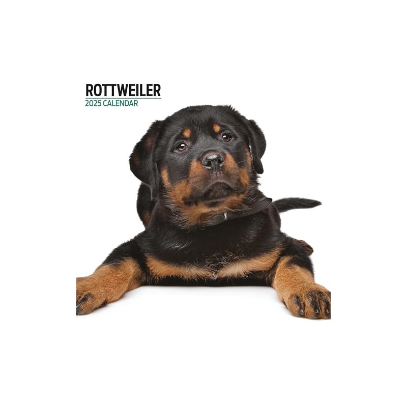 Rottweiler 2025 Modern Calendar