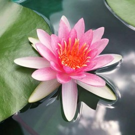 Mainam Mixed Colorful Tropical Water Lily Tuber Live Aquarium Plant for Freshwater Fish Pond Balcony Buy 2 GET Fertilizer Free (Pink Nymphaea Thai Pink)