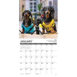 Willow Creek Press Dachshund Rules Monthly 2025 Wall Calendar (12" x 12")