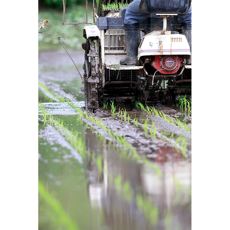 Ronowa Organic Rice Flour, 10.6 oz (300 g)