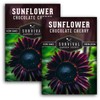 Chocolate Cherry Sunflower Seeds - Size: 5 Packets