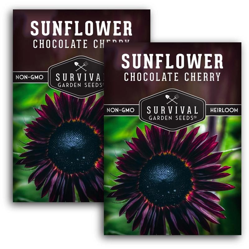 Chocolate Cherry Sunflower Seeds - Size: 5 Packets