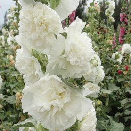 Pink Double Summer Carnival Hollyhock Seed - Long Blooming Period in All Zones