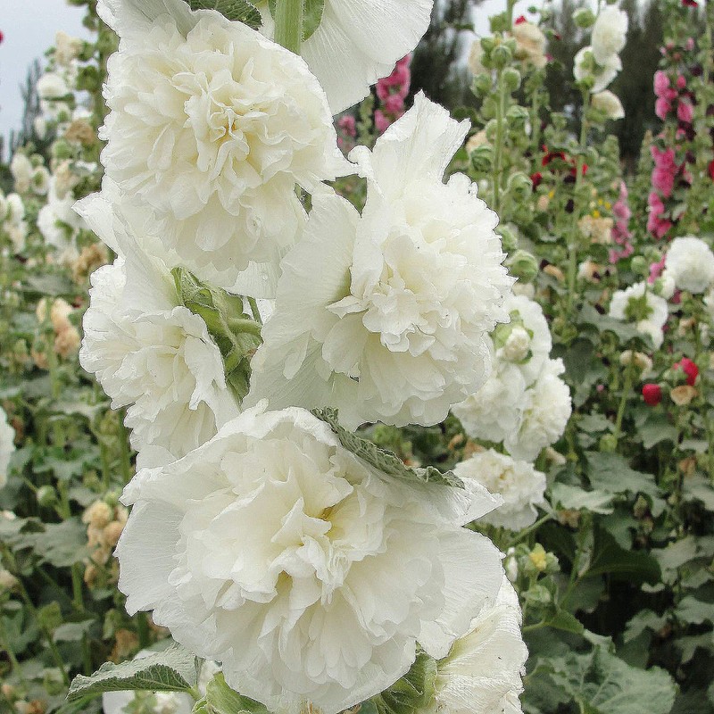 Pink Double Summer Carnival Hollyhock Seed - Long Blooming Period