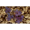 Black Ginger Powder (Kaempferia parviflora) by Majestic Herbs | 100g