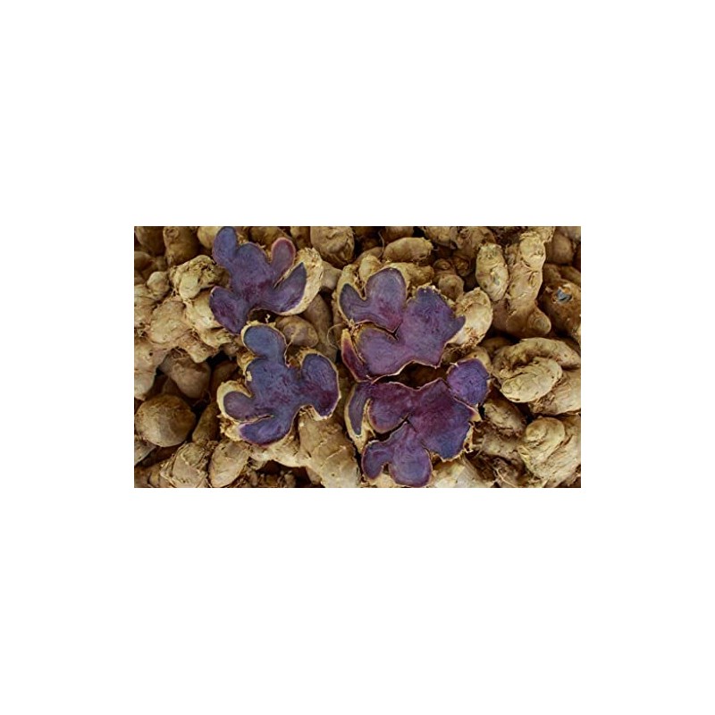 Black Ginger Powder (Kaempferia parviflora) by Majestic Herbs | 100g