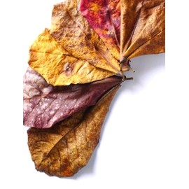 Natural Catappa for Betta & Shrimp breeding, Premium Indian Almond Leaves Creates Vital Environment, Aquarium Fish Tank Decoration, Water Conditioner, Tannin Rich, 15 Piece, Size 5"- 9"