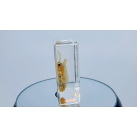 Silkworm Moth in Lucite, Resin