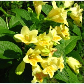 300 Weigela Seeds Lemon Color Repeat Blooming Shrub Rare Variety Old Fashioned Weigela Freshly Picked Seeds - PeavyTailor