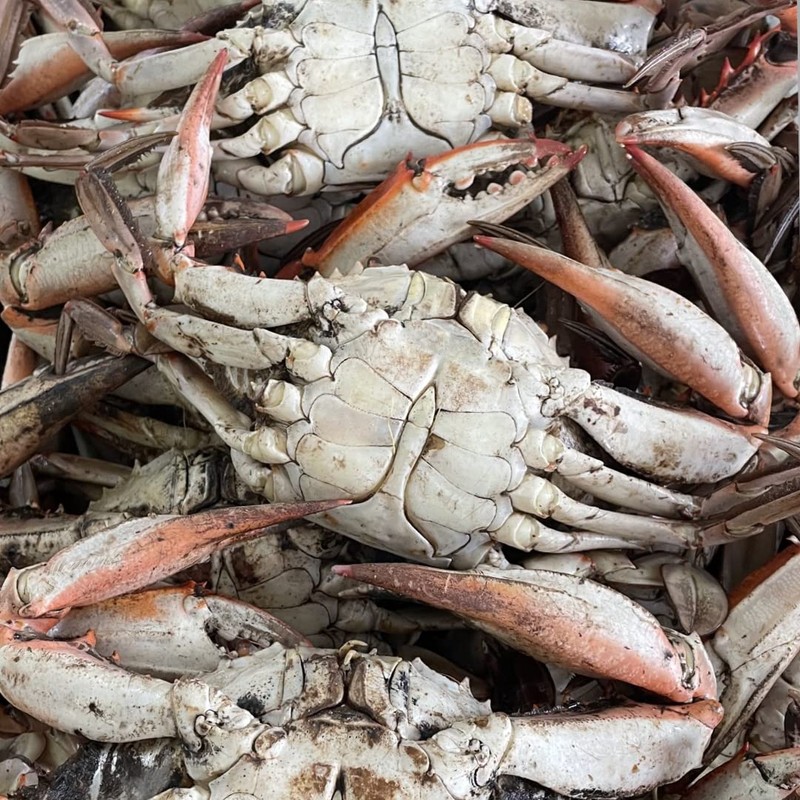 Captain Sid's Seafood Boil Blend Kicker (Use for your Second