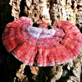 Jiri Mountain Natural Wild Reishi Mushroom Dried Reishi Mushroom Tea Domestic 200g / 지리산 자연산 야생 영지버섯 말린 건조 영지 버섯 차 국산 200g