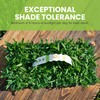 SodPods® St. Augustine Palmetto Grass Plugs for Lawn Repair, 3"