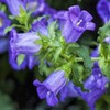 Outsidepride Medium Blue Canterbury Bells Flower Seeds - 5000 Pcs