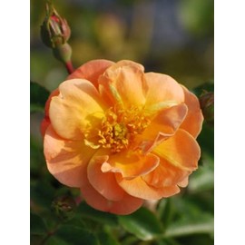 Perennial Farm Rosa Flower Carpet® Amber (Groundcover Rose) – Live Shrub in #2 Container, Soft Amber Blooms, Long Bloom Season, Low Maintenance, Hardy, Ideal for Borders, Slopes & Mass Plantings