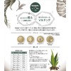 Nature Plants Clean and Rejuvenate Just by Gaining Your House