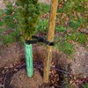 Coloch 10 Pieces Tree Stake Support Bands, Adjustable Tree Plant