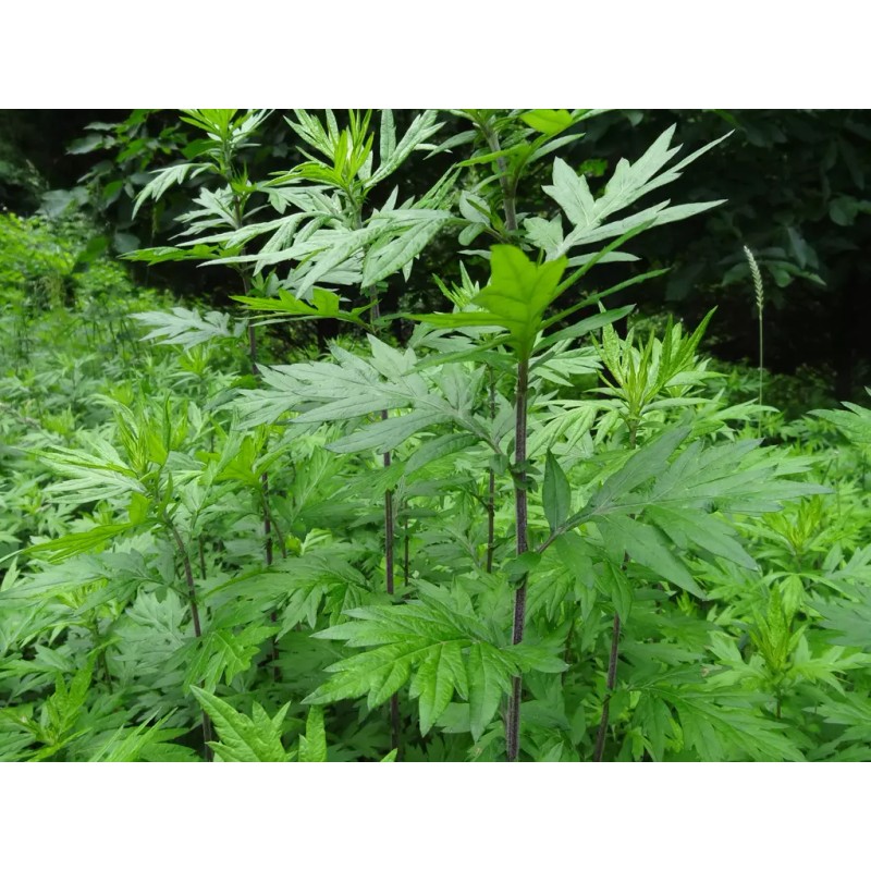 Honest Seed Co Mugwort Seeds (Artemsia-Vulg - 5000+