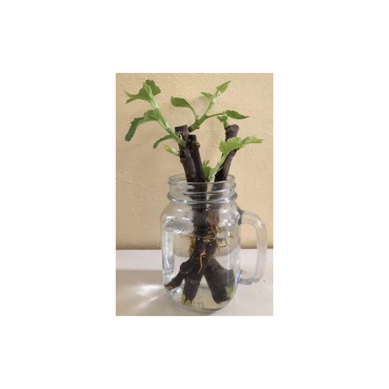 Ficus RARE!! Brooklyn White Fig - 2 Cuttings - PLUS
