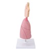Respiratory System Model with Removable Heart Human Lung Anatomical Display