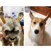 Dog Ear Stand Sticker Arch Design Pet Ear Care Tool