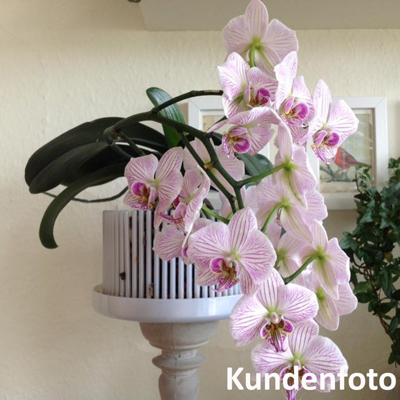 Orchitop L Set Orchid Pot with Saucer for All Orchids