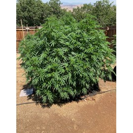Greenhorn amendments auto cannasoil #1 on the market 20 gallons all organic all you need is water