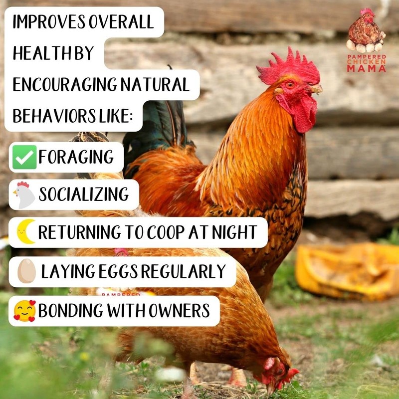 Kelp for Chickens & Duck Feed (5 Pound): Chicken Vitamins