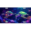 Interesting Sea Turtle License Plate Save The Turtles Beautiful Colors