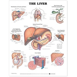 The Liver Chart