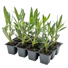 12 Nerium Red Oleander in 2.5” Nursery Cubes (Nerium Oleander ‘Jannoch’) | Red-Flowering Evergreen Shrub or Small Tree for Hedges, Privacy Screens, and Containers | Ready-to-Plant Live Starter Plants
