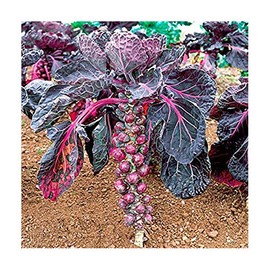 Samen Schenker Brussels Sprouts Seeds - 25 Brussel Sprouts Seeds for Planting Vegetables Seeds for Outdoor Indoor Garden Planting Gardening Gift, Green