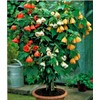 22Day Seeds: Seeds Abutilon Flowers Mix/Flowerling Maple Tree/Perenial Tree
