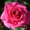 Own-Root One Gallon Country Dancer Hardy Rose by Heirloom Roses