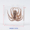 Real Octopus Specimen in Clear Resin Block – 3" x