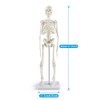 breesky Human Skeleton Model for Anatomy: 17” Human Skeleton Model