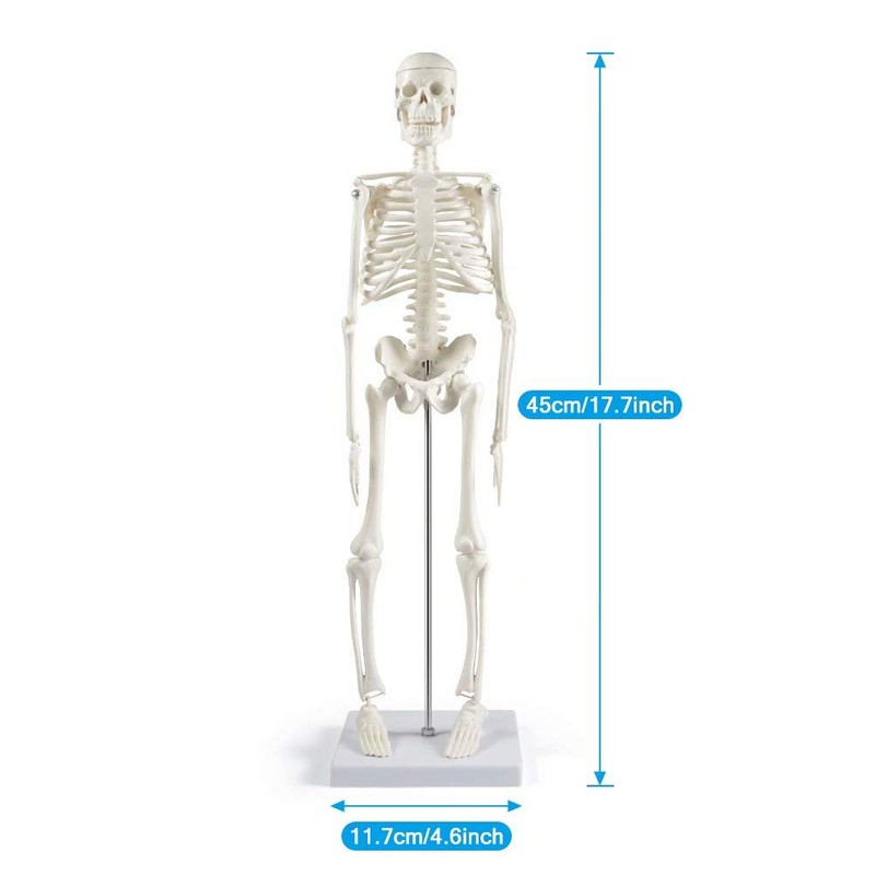 breesky Human Skeleton Model for Anatomy: 17” Human Skeleton Model