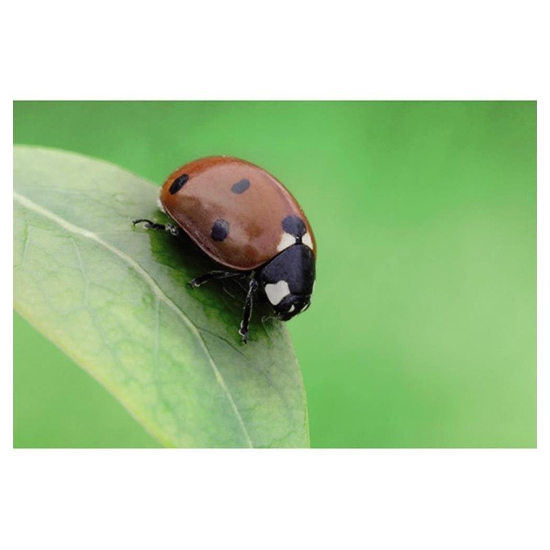 Hama LED Macro Light with 12 LEDs for DSLR Camera